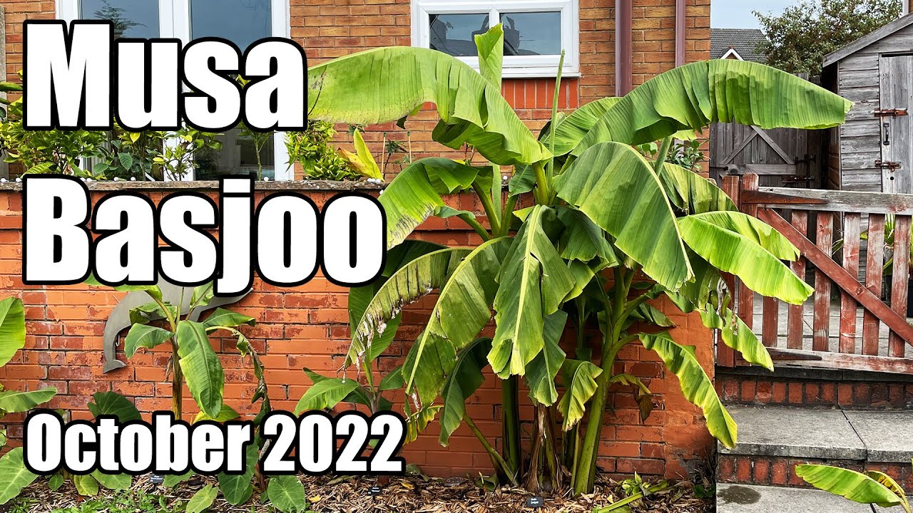 Musa Basjoo Banana Update - October 2022