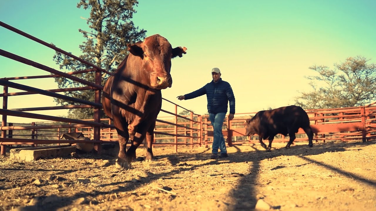 Virbac: Jordaan Familie Boerdery | Multimin Testimonial
