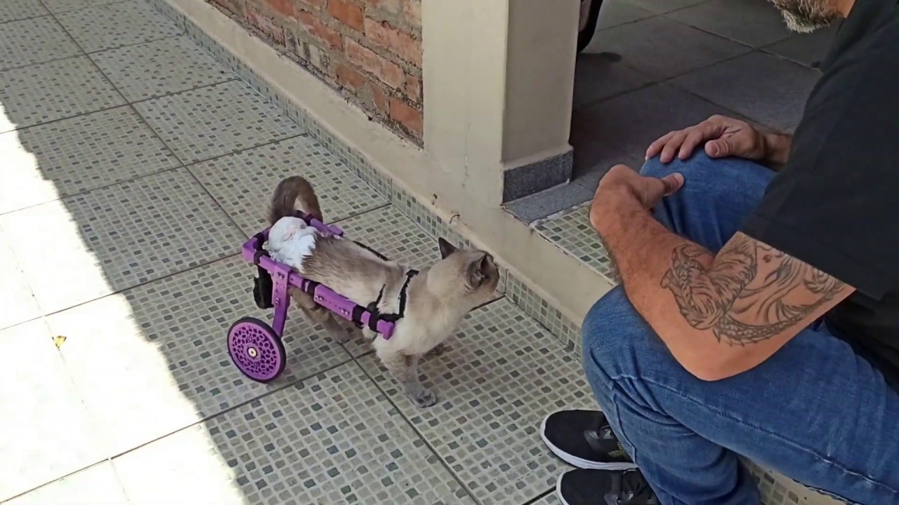 CADEIRA DE RODAS 3D PARA GATOS - Bella - PINEAL 5D
