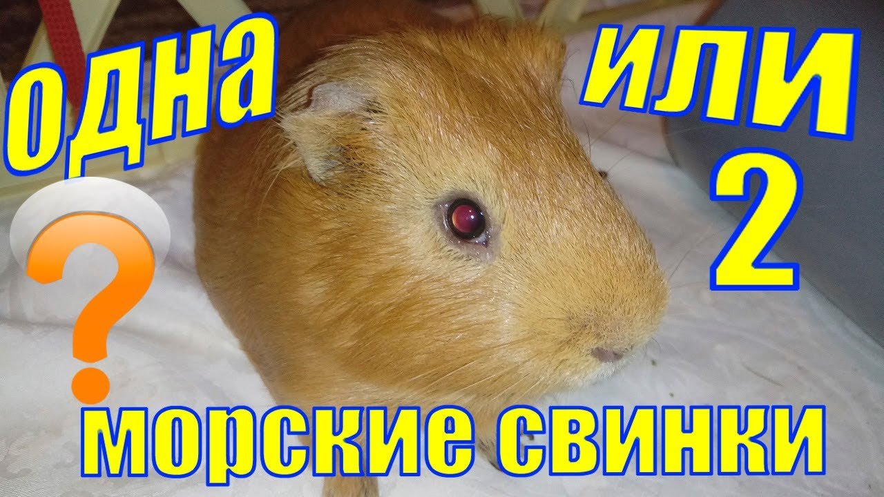 одна или две морские свинки