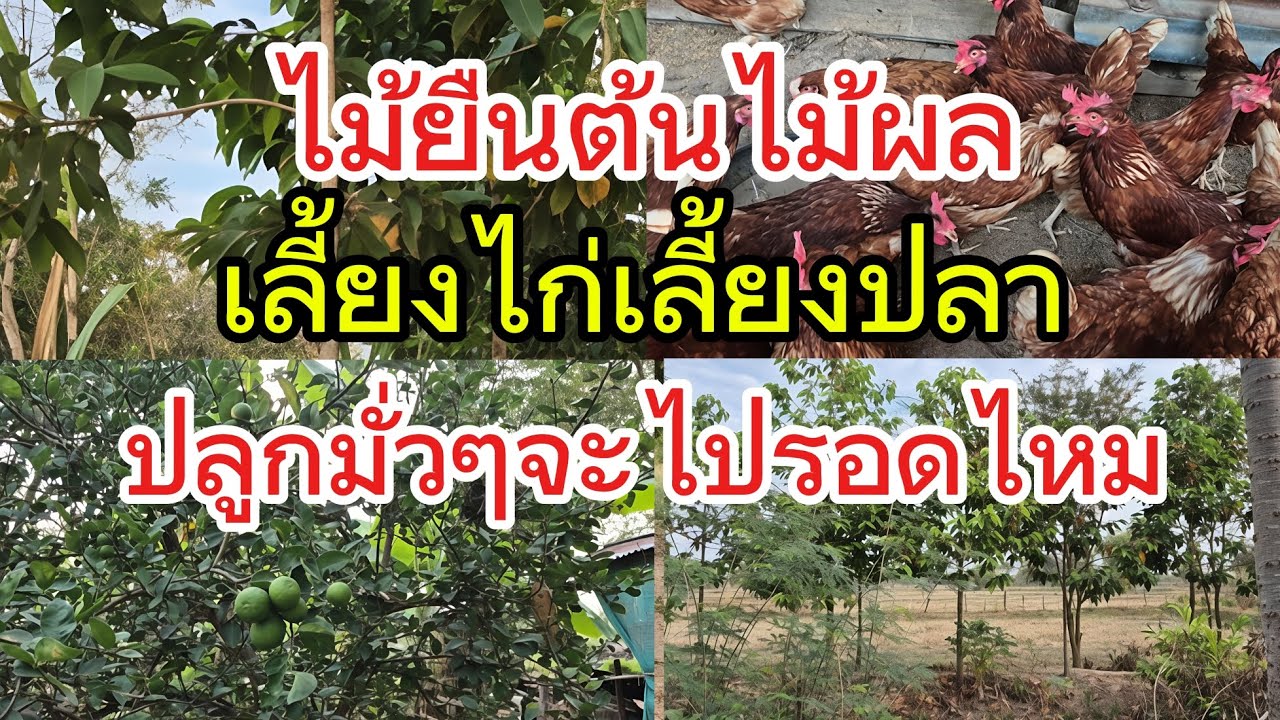 ทำเกษตรคู่กับงานประจำไปรอดไหมไม่รู้แต่ที่รู้ๆเริ่มมีอยู่มีกินมีรายได้จากการทำเกษตร #เกษตรผสมผสาน 