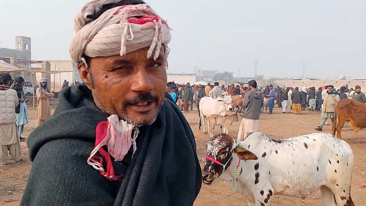 Nawabshah ki maveshi mundi sasti ho gai new maveshi mundi updates 