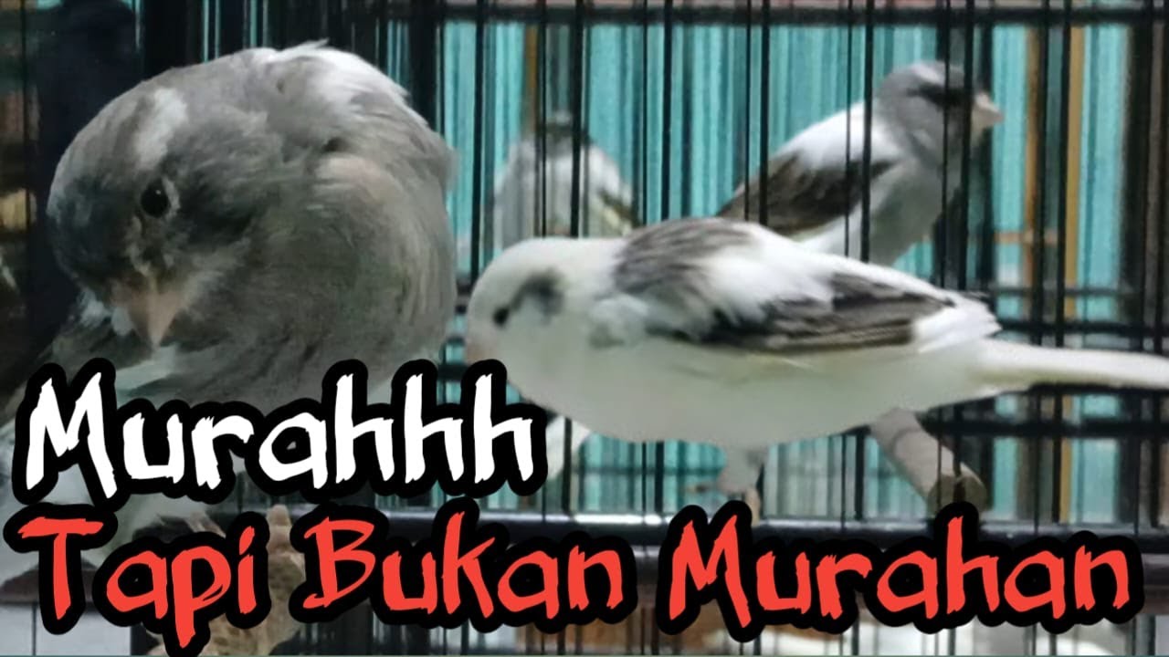 CEK TOKO SEBELAH BANDINGKAN HARGA KENARI PROSPEK At GALLERY