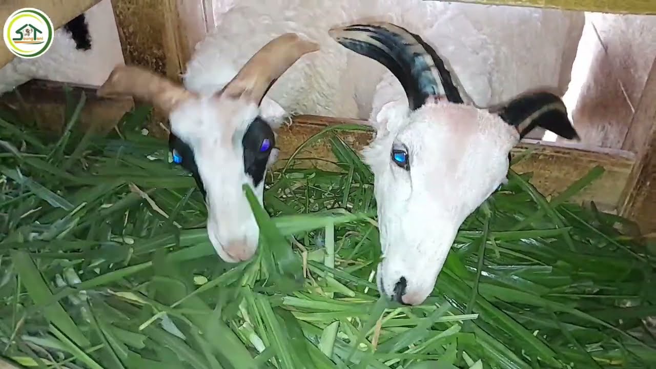 KENAPA PEMULA GAGAL TERNAK DOMBA