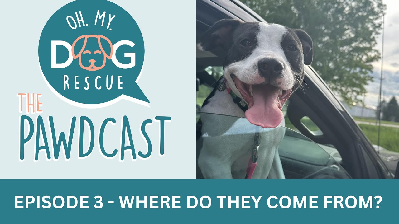 Where do they come from? - Episode 3 (with video)
