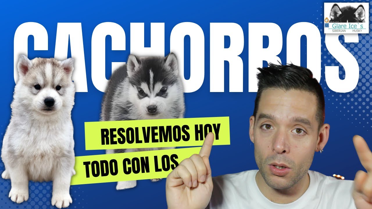 8 BÁSICOS para CUIDAR a tu CACHORRO de HUSKY SIBERIANO