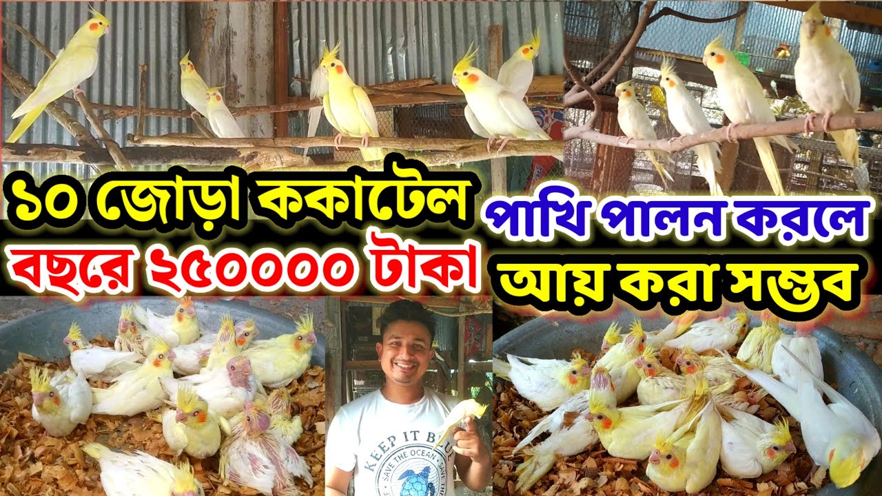 ১০ জোড়া ককাটেল পাখি পালন করলে বছরে ২৫০০০০ টাকা আয় করা সম্ভব কিভাবে জেনে নিন || Birds of village