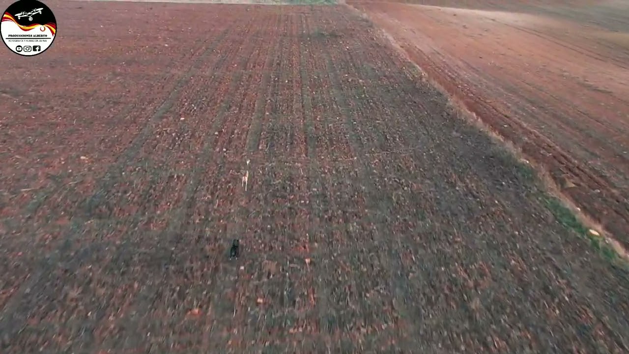 GALGOS VS LIEBRE , CARRERA DE 4 MINUTOS EN CASTILLA Y LEON