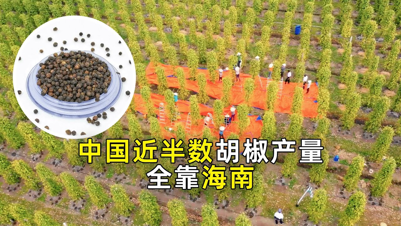 别不信！黑胡椒和白胡椒，长在同一颗树上！