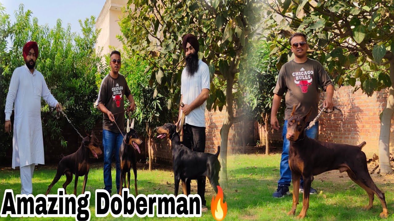 Don't buy doberman without watching these facts 😱// Amazing Doberman kennel in India