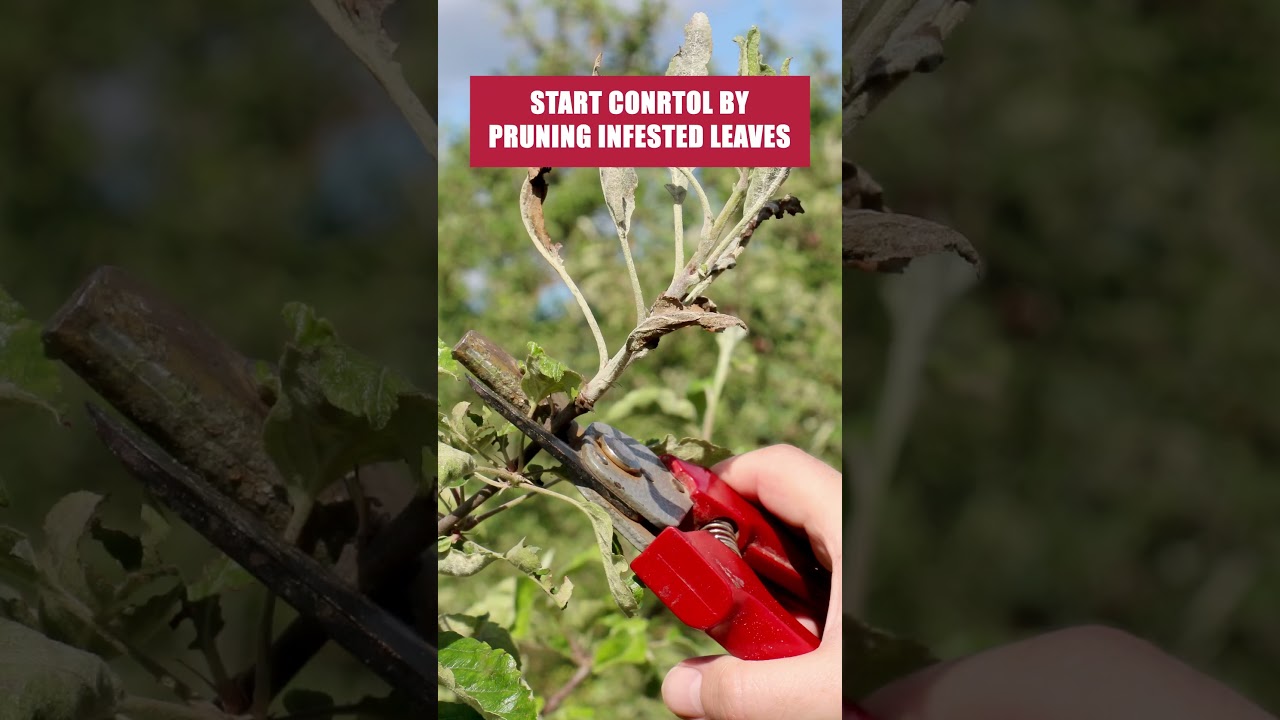 The Quick & Easy Guide to Leaf Miners! [DIY Pest Control]