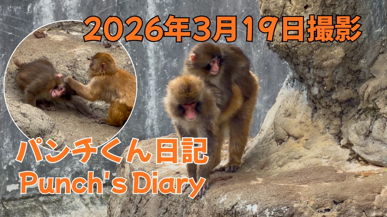 パンチくん 日記【2026年3月19日】市川市動植物園 Punch the monkey
