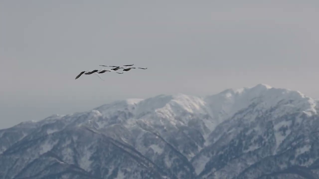 2026／1／７   呉羽   田尻池   白鳥