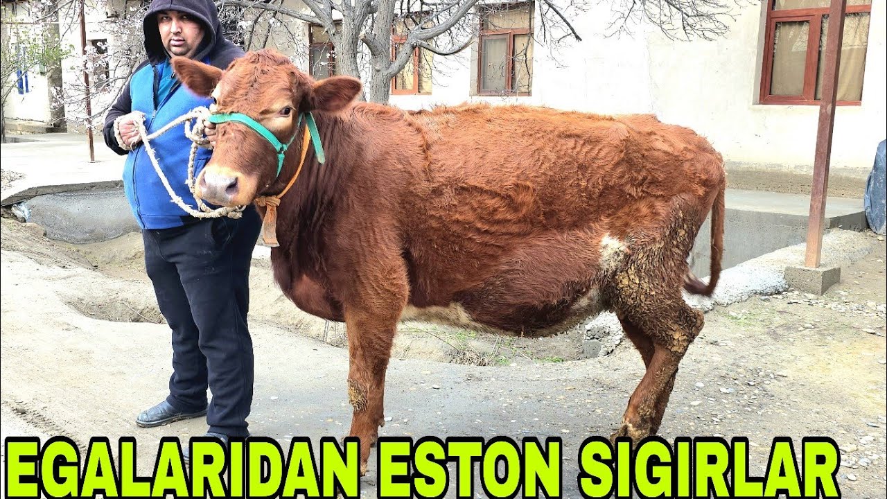 Egalaridan Tolib akadan  dehqonchilik  ona bola sigirlar sotiladi 10-mart, 2026
