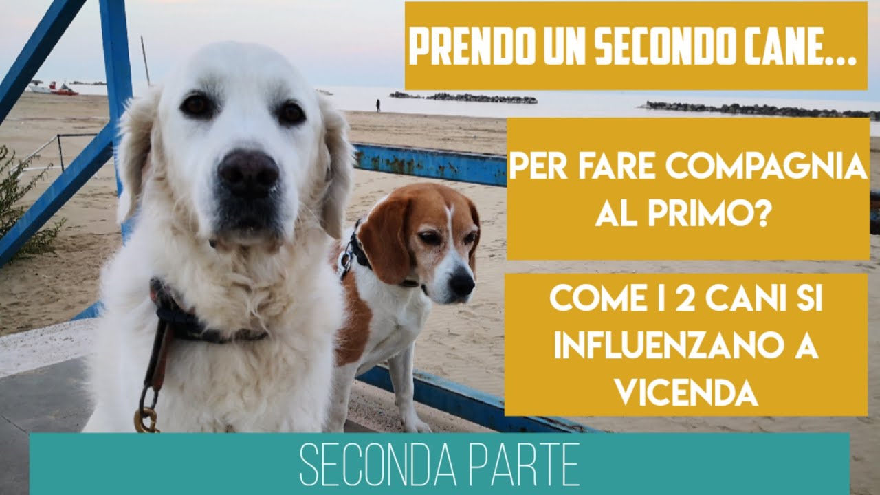 Prendo il secondo cane: per fare compagnia al primo? Come i due cani si influenzano - Seconda parte