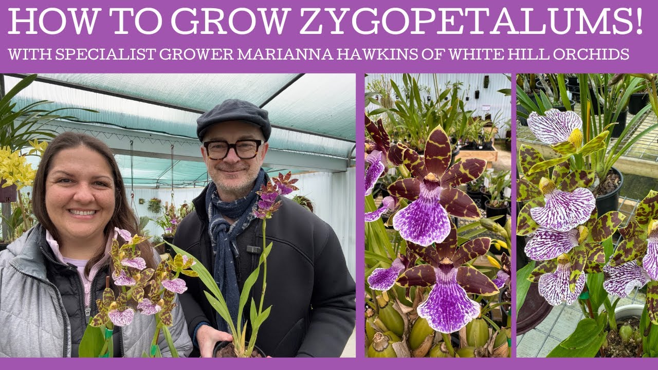 How to grow Zygopetalums with specialist grower Marianna Hawkins of White Hill orchids!