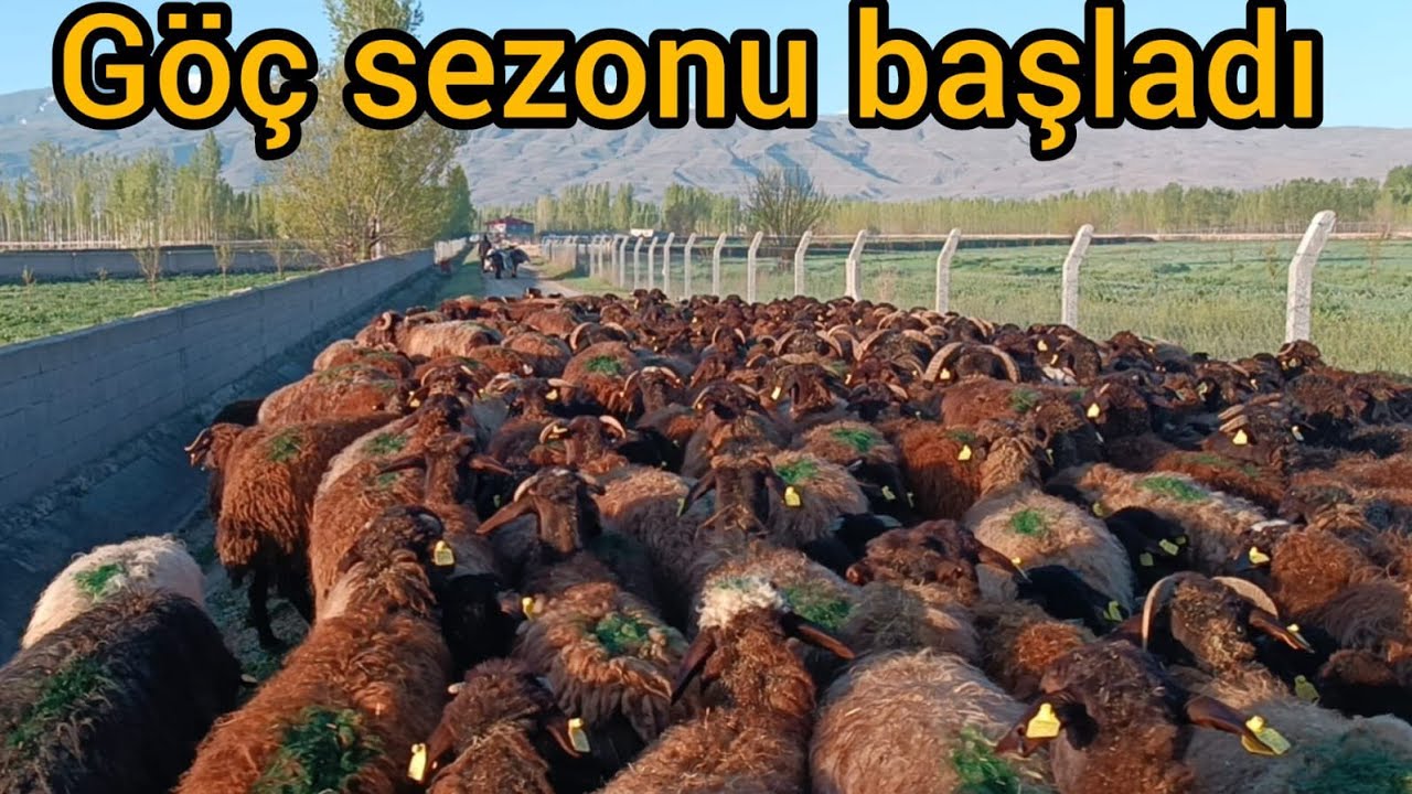KOYUNLARI MERAYA ÇIKARTIK -- YAYLAYA DOĞRU YOLCULUK BAŞLADI