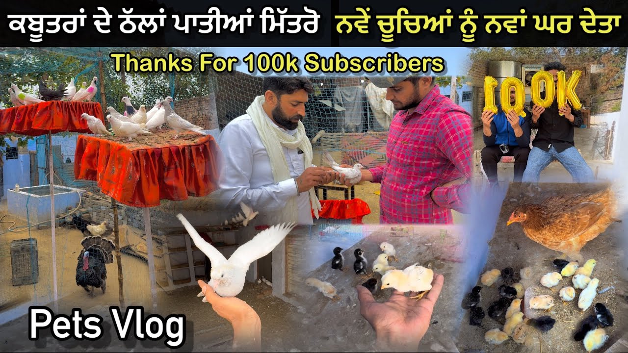 ਬੱਚਿਆਂ ਦੇ ਠੱਲਾਂ ਪਾਤੀਆਂ ਮਿੱਤਰੋ 🕊️|| ਨਵੇਂ Aseel Chicks ਨੂੰ ਨਵਾਂ ਵੱਡਾ ਘਰ ਦੇਤਾ 🐣|| #kabootar #aseel
