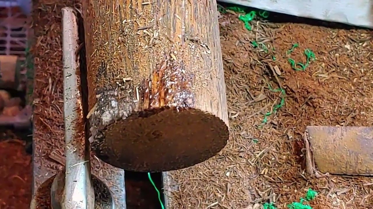Palm Wood Transformation – Creative Turning Idea