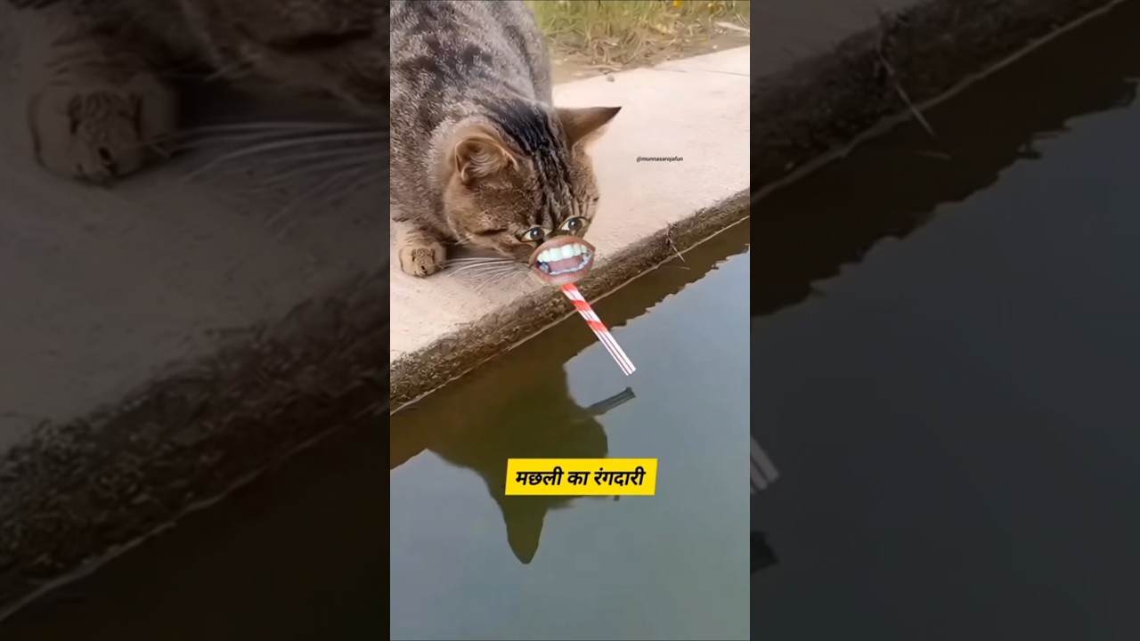 मछली का रंगदारी 