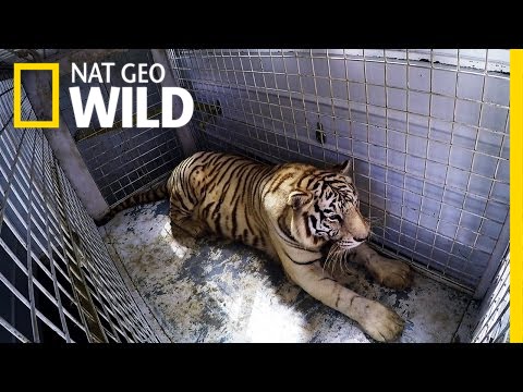 Prepping a Tiger for Surgery | Animal ER