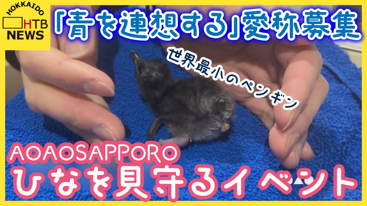 「青を連想する」愛称募集　先月生まれたフェアリーペンギンのひな　すくすく　ＡＯＡＯＳＡＰＰＯＲＯ