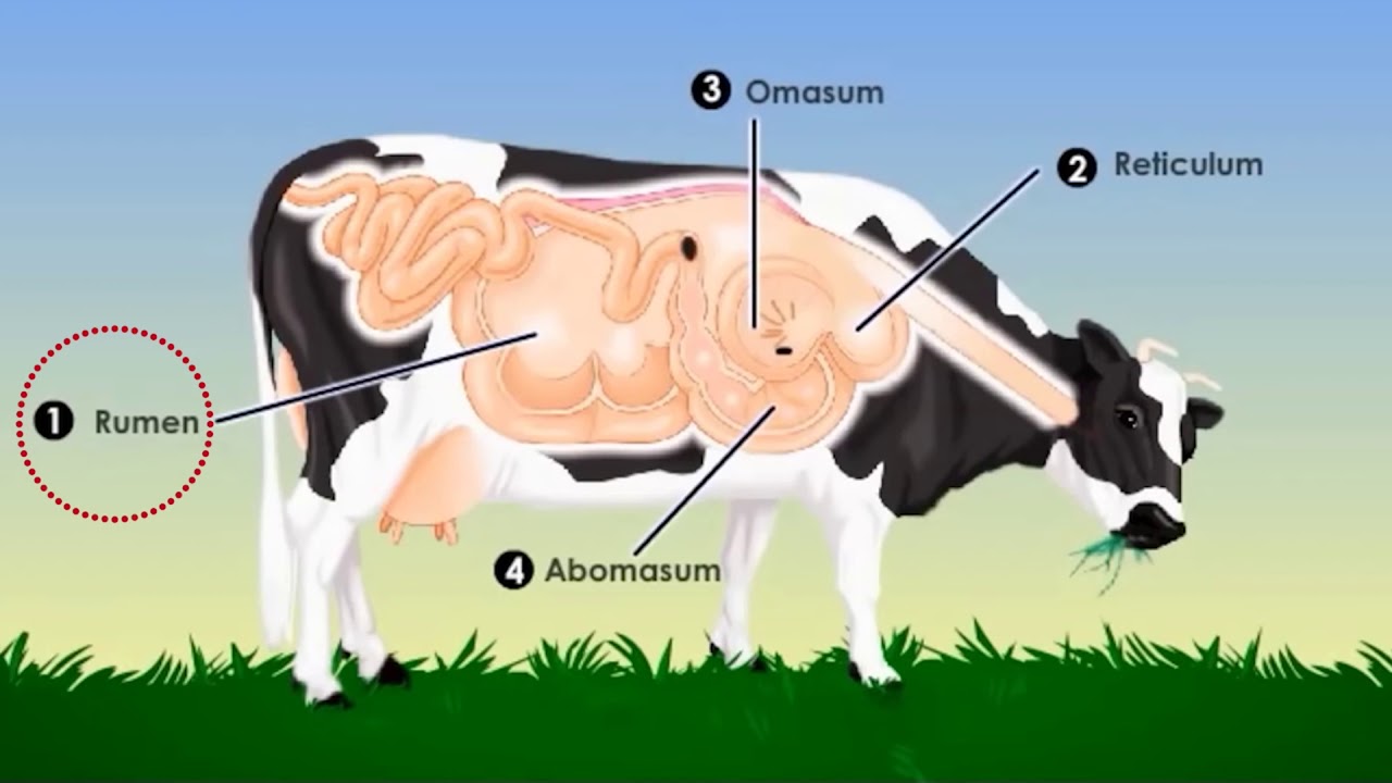 El sistema digestivo de la vaca