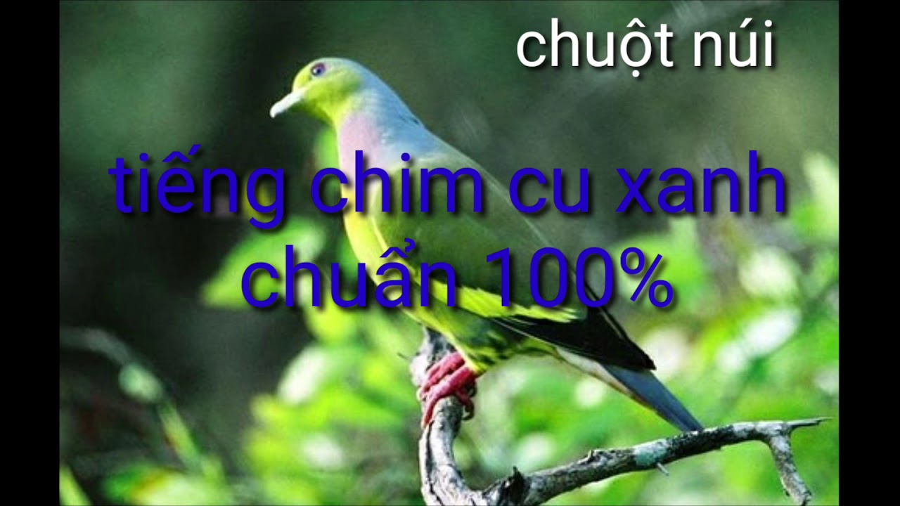 Tiếng chim cu xanh  hú gọi bầy  chuẩn nhất mp3. vô kênh có loại khác nếu anh em nghe không giống