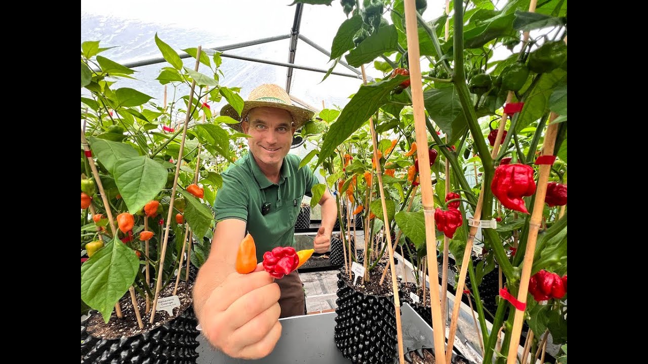 Habanero, Fatalii & Carolina Reaper 🌶️ So erfolgreich wachsen extreme Chilis im Garten