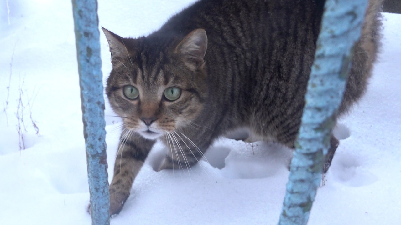 Smart lonely cat meows and talks in the snow