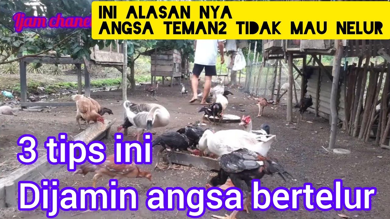 3 alasan kenapa angsa tidak mau bertelur#ternaksoang@bintanternak