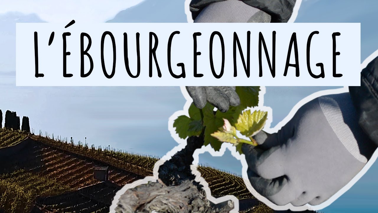 L'ÉBOURGEONNAGE
