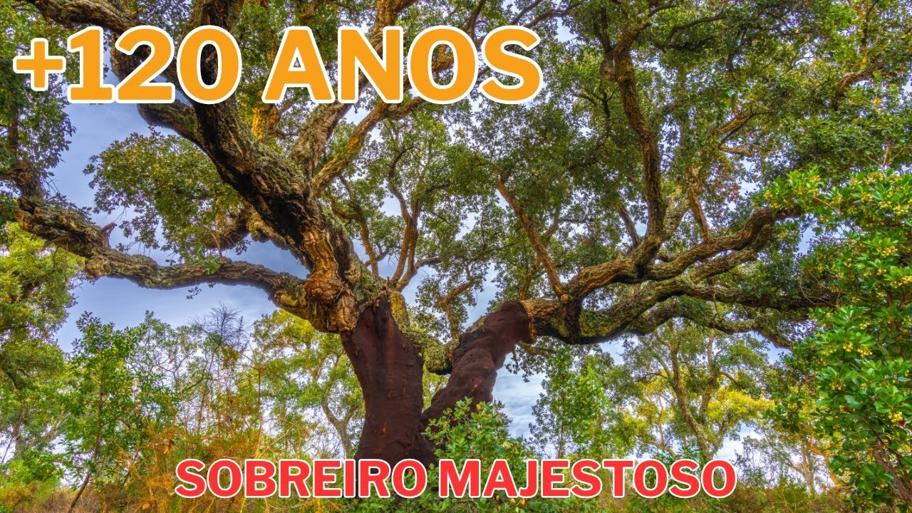 Fotografar um Sobreiro com Mais de 120 Anos