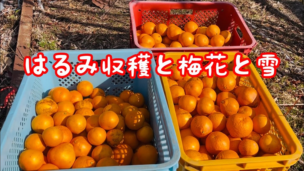 はるみ収穫と梅の花と雪