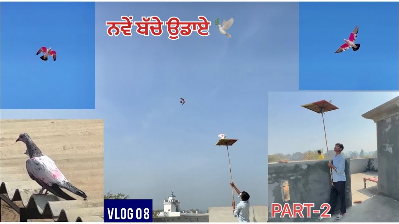 Baby pigeons first time flying 🕊️|| ਨਵੇਂ ਬੱਚੇ ਉਡਾਏ ! ਪਰ ਤੰਗ ਬਹੁਤ ਕੀਤਾ ਬੱਚਿਆਂ ਨੇ! ਦੇਖੋ ਸਾਰੀ video…