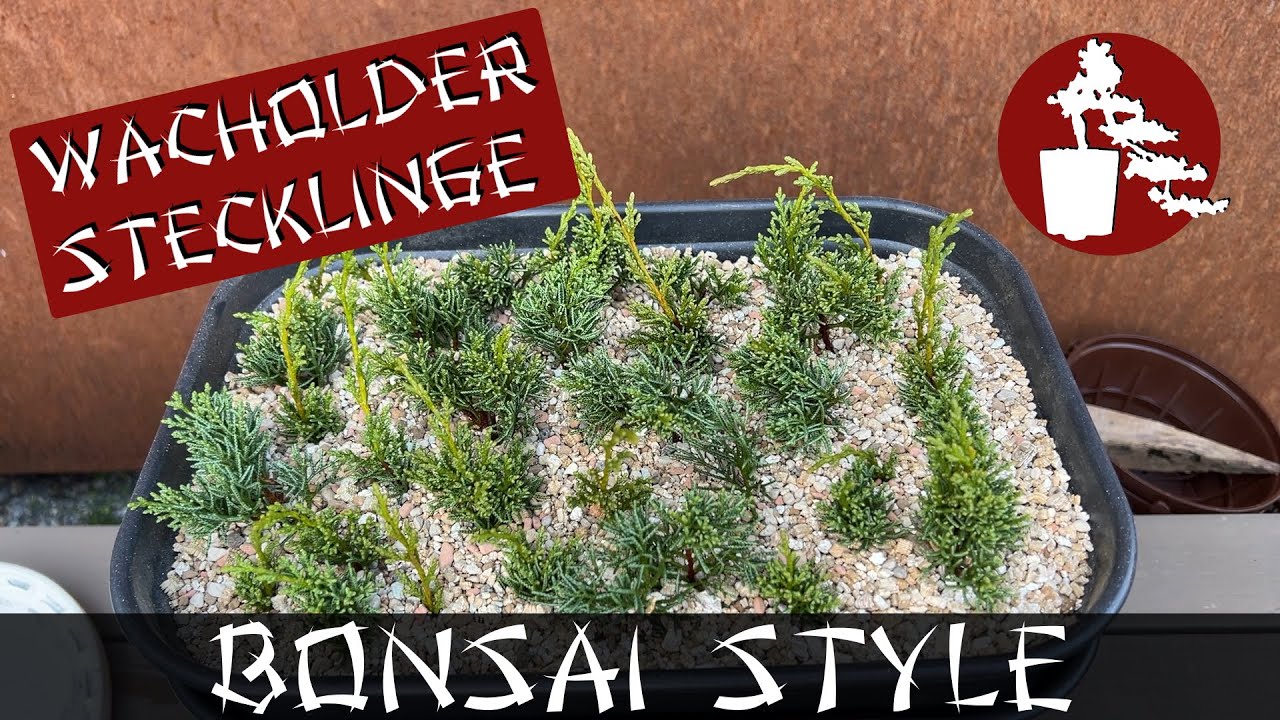 Wacholder Stecklinge | Chin. Wacholder (Juniperus chinensis) | #068 Bonsai Style