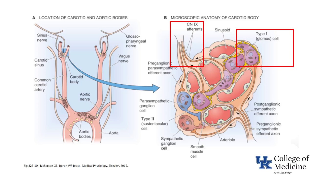 Control of Breathing O2 - Part 2 - (Dr. Bowe)