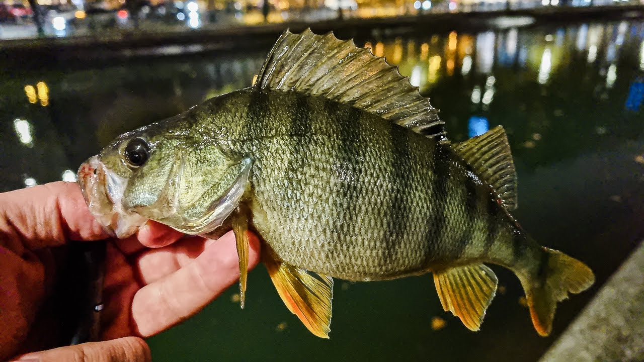 SPECTACOL LA PESCUIT Noaptea in Ploaie! PESTII MARI nu se ascund de Ploaie, Vant sau Frig!