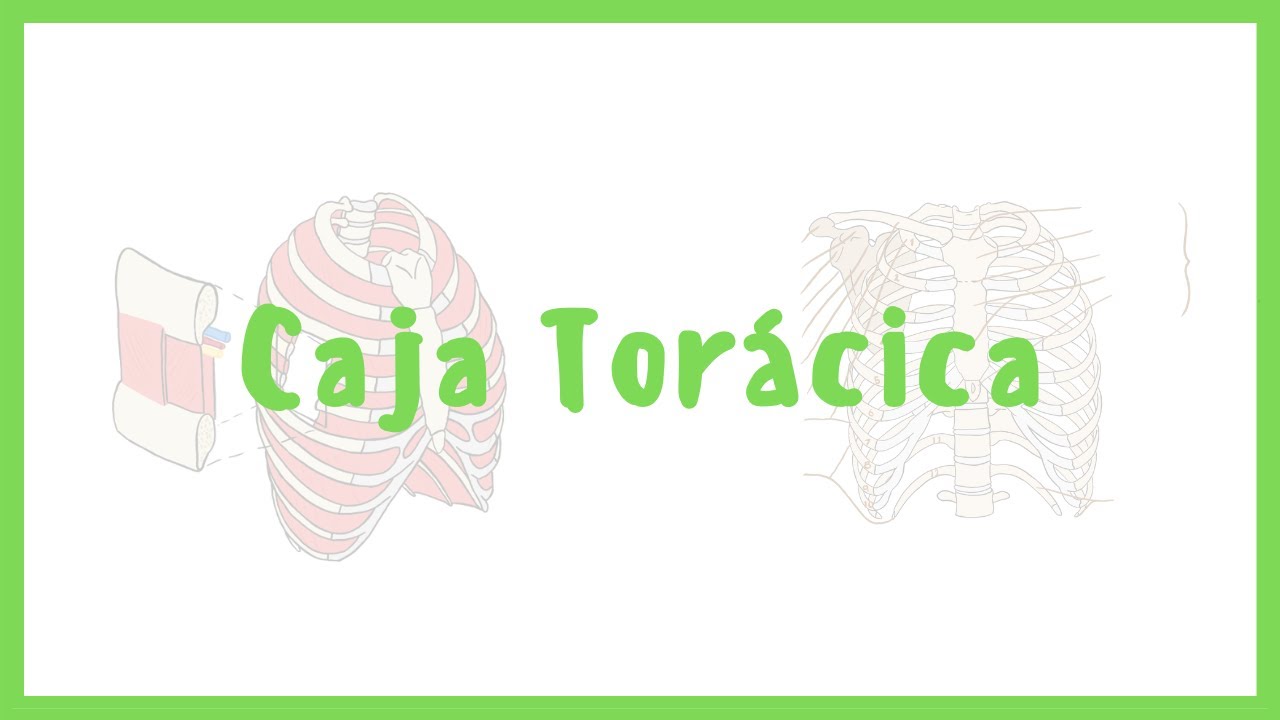 ANATOMÍA | Tórax, caja torácica, huesos del tórax, músculos del tórax | Blasto Med