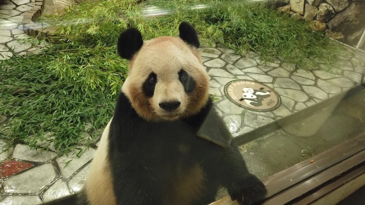 Memory思い出　良浜（らうひん）