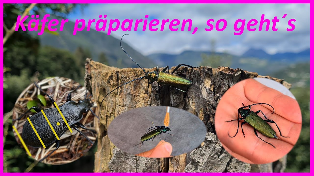 Käfer/Insekten präparieren, so geht´s - How to mount a beetle/insect (German)
