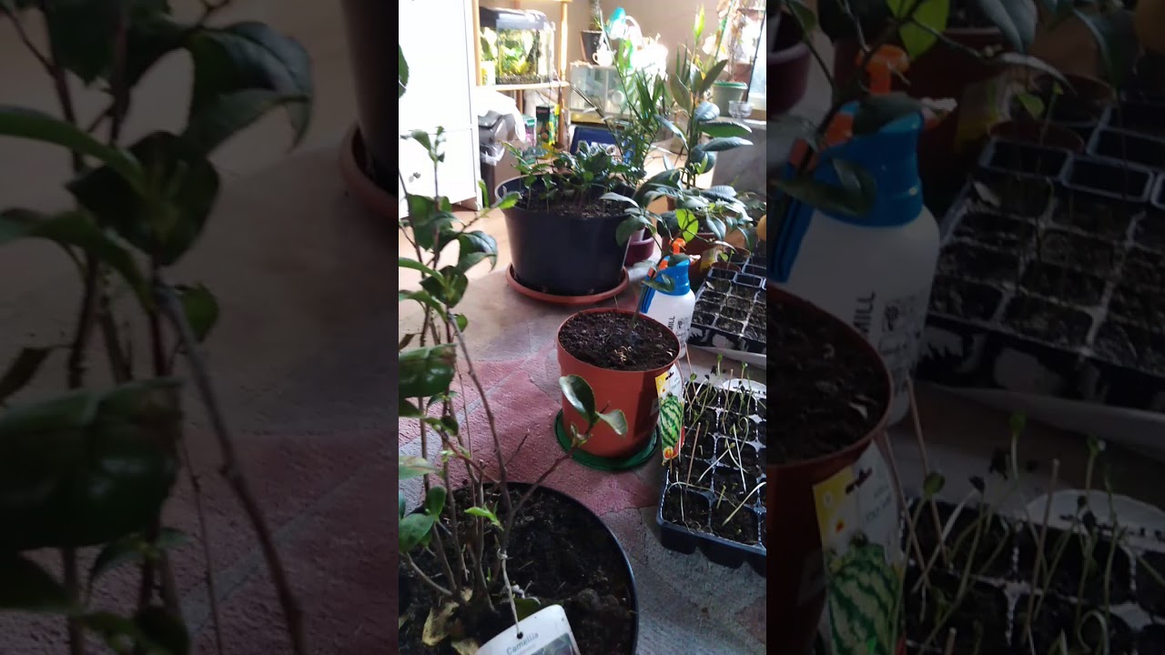 Odc. 11 Ciekawostki o uprawie herbaty chińskiej czyli camellia sinensis w domu.