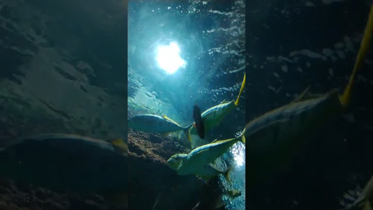 Под водой) Океанариум Адлер