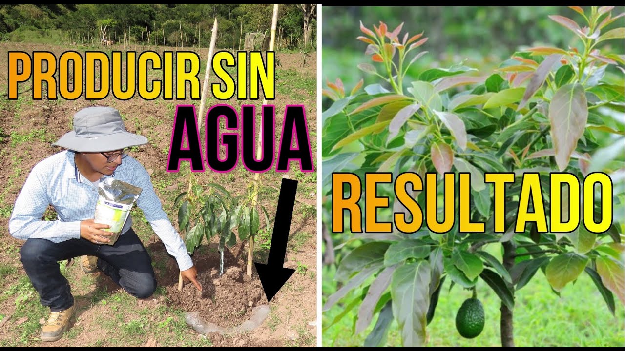 💧Cómo Reducir el 75% de Riego en tu Cultivo | SEMBRANDO VIDA | Conoce el Hidrogel EVER AQUA