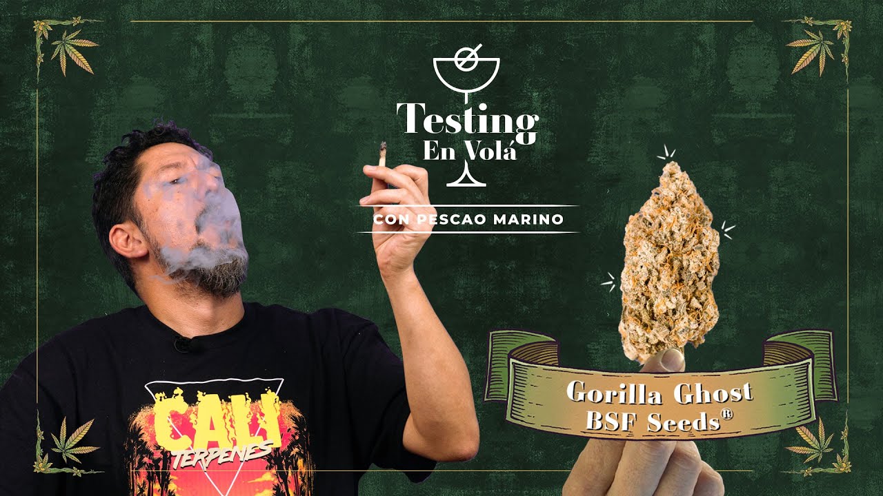 PROBANDO LA VARIEDAD GORILLA GHOST DE BSF SEEDS