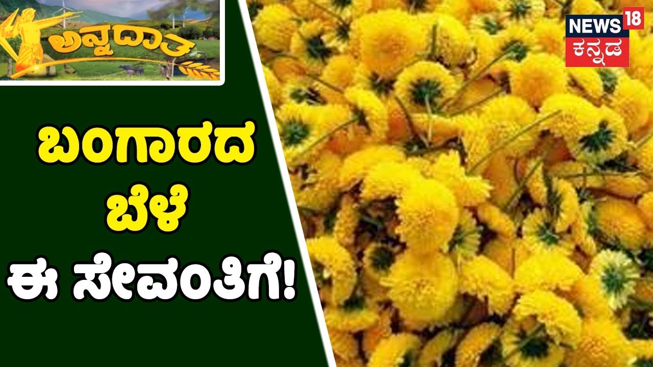 ವಿದ್ಯಾವಂತ ರೈತನ ಸೇವಂತಿಗೆ ಕೃಷಿ! ಇದು ಯಶಸ್ವಿ ಯುವ ರೈತನ ಯಶೋಗಾಥೆ!