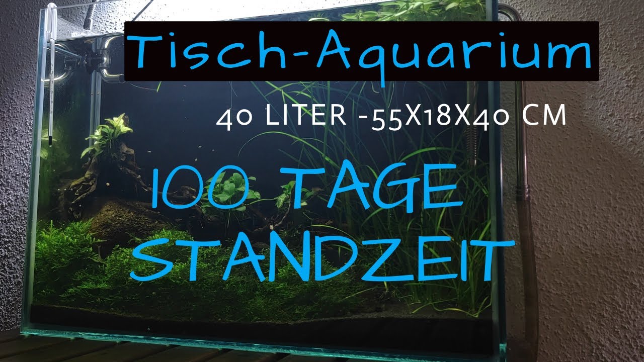 Tisch-Aquarium 40 Liter, 100 Tage Standzeit Update! -Update #Teddyk&auml;rpfling #amanogarnele #aquarium