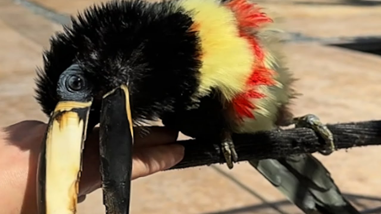 Rescue bird loves belly rubs
