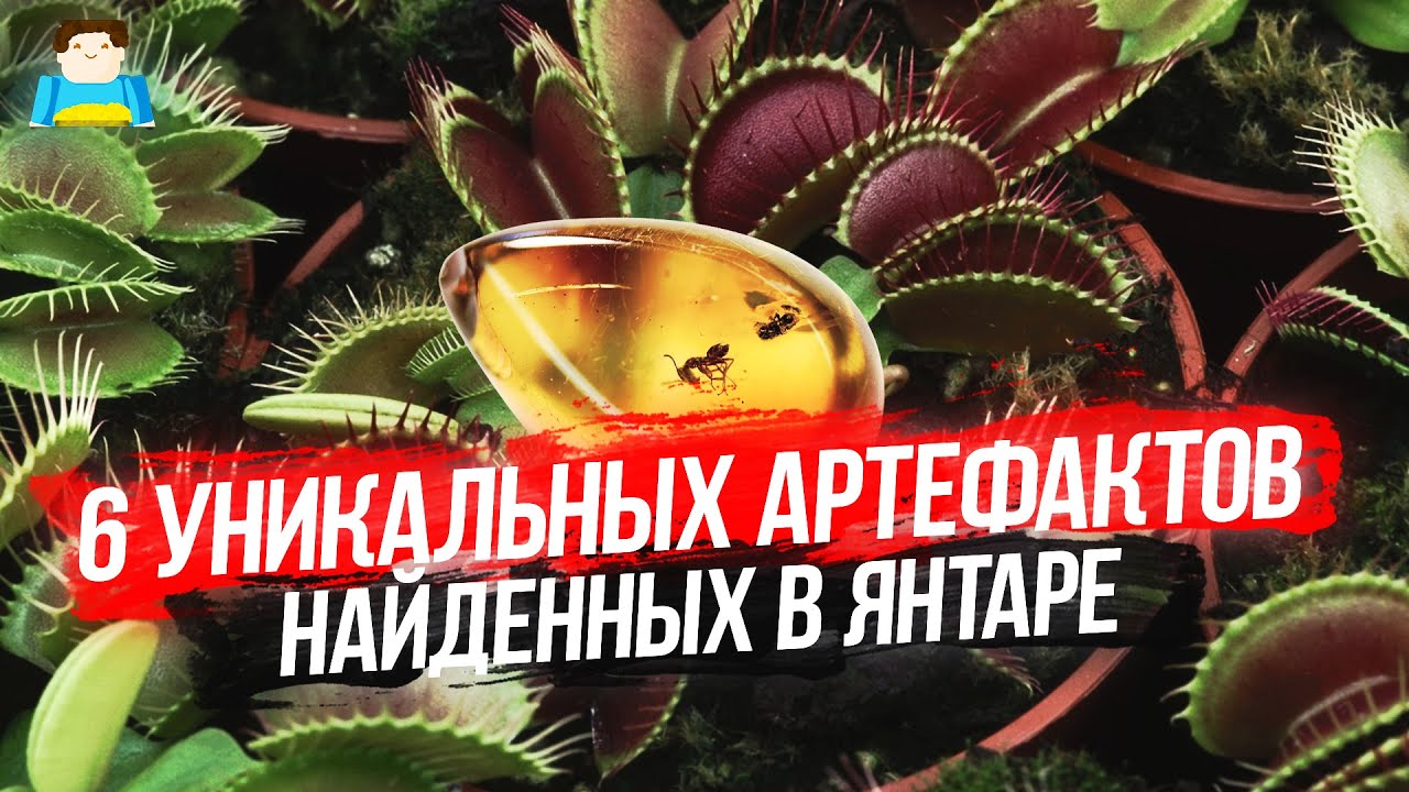 6 уникальных артефактов, найденных в янтаре | Plushkin