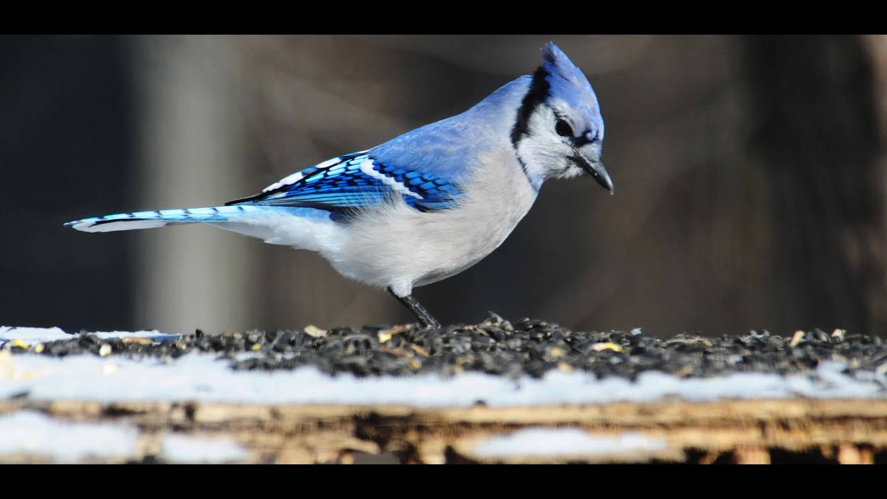 Thankful Moments with Backyard Birds | A Peaceful Nature Livestream